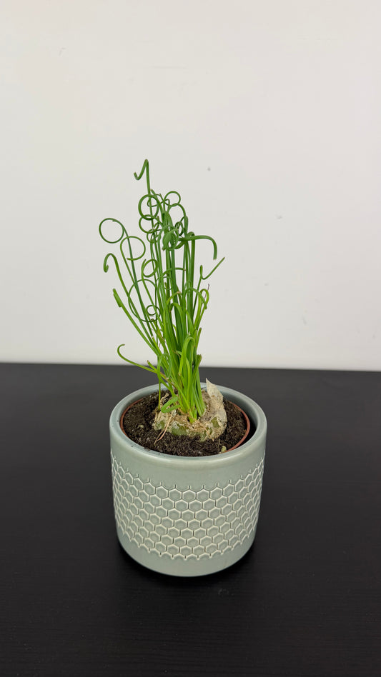 Albuca Friz Sizzle