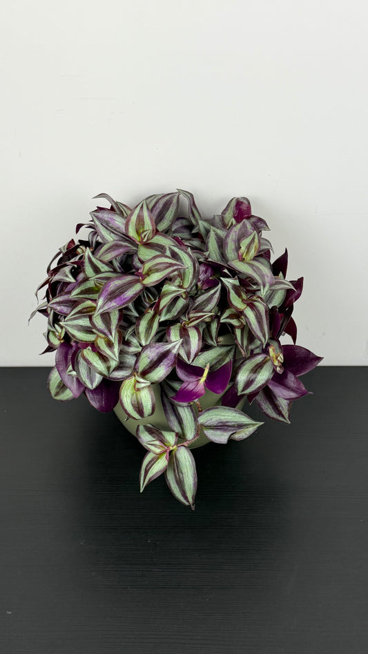 Tradescantia Zebrina purpusii