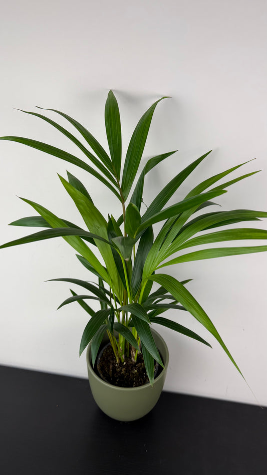 Howea forsteriana
