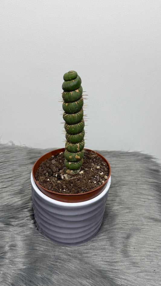 Eulychnia Castanea Spiralis