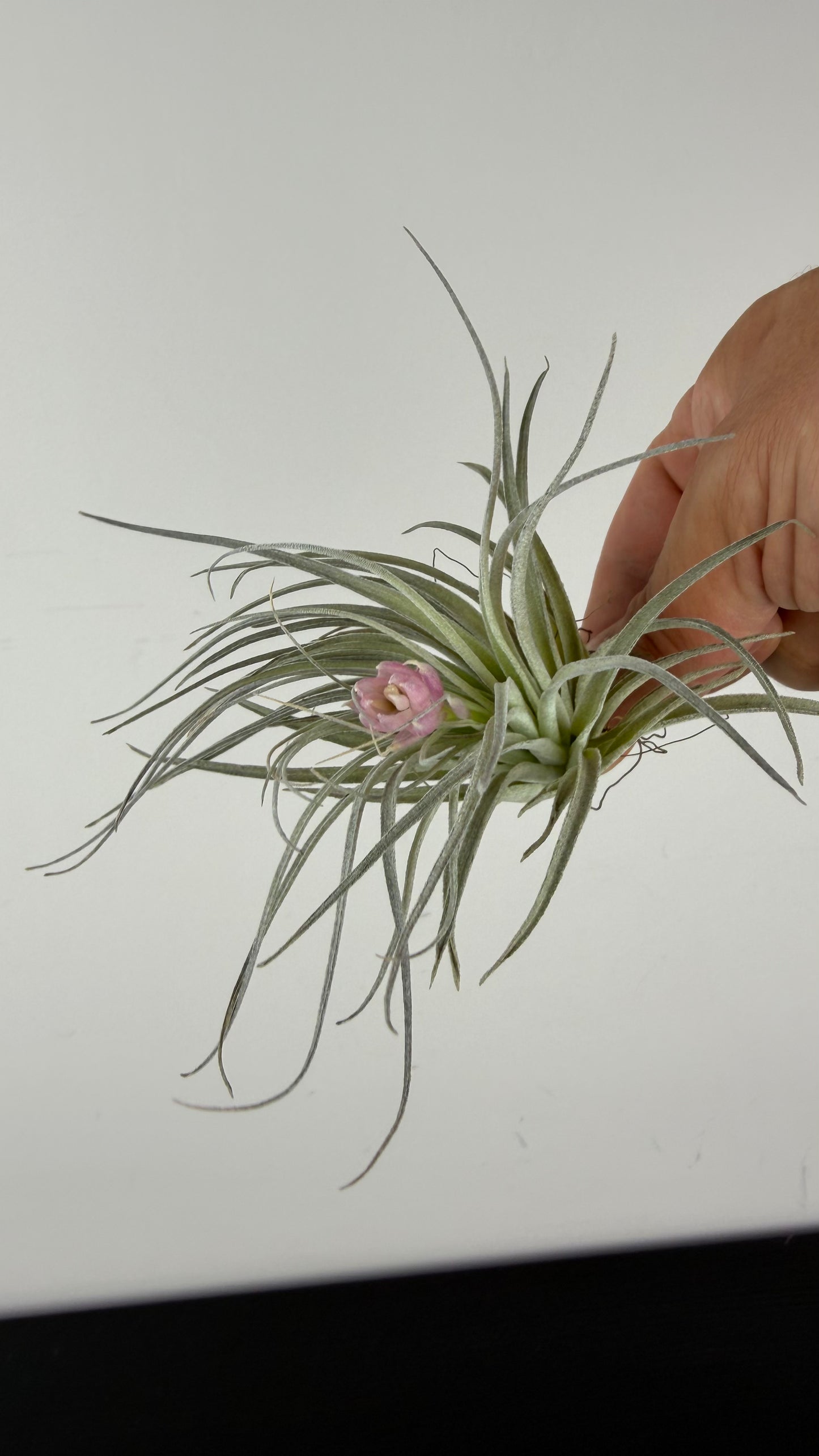 Tillandsia Air plant 12