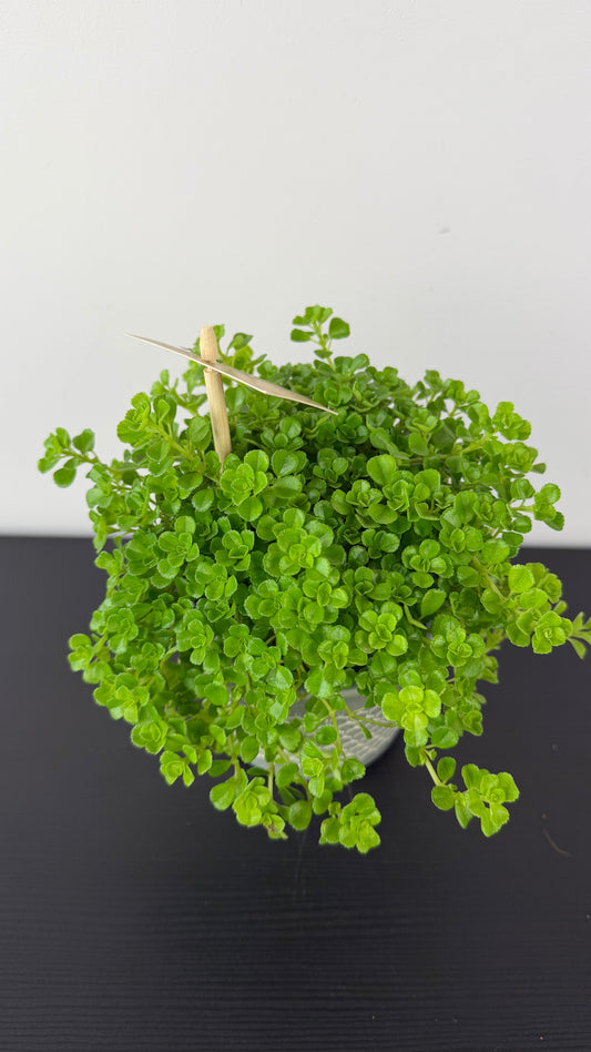 Pilea Depressa