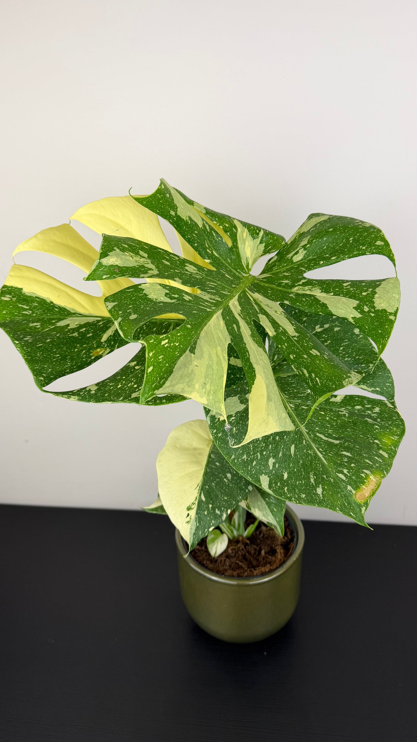 Monstera Thai Constellation
