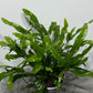 Microsorum Diversifolium
