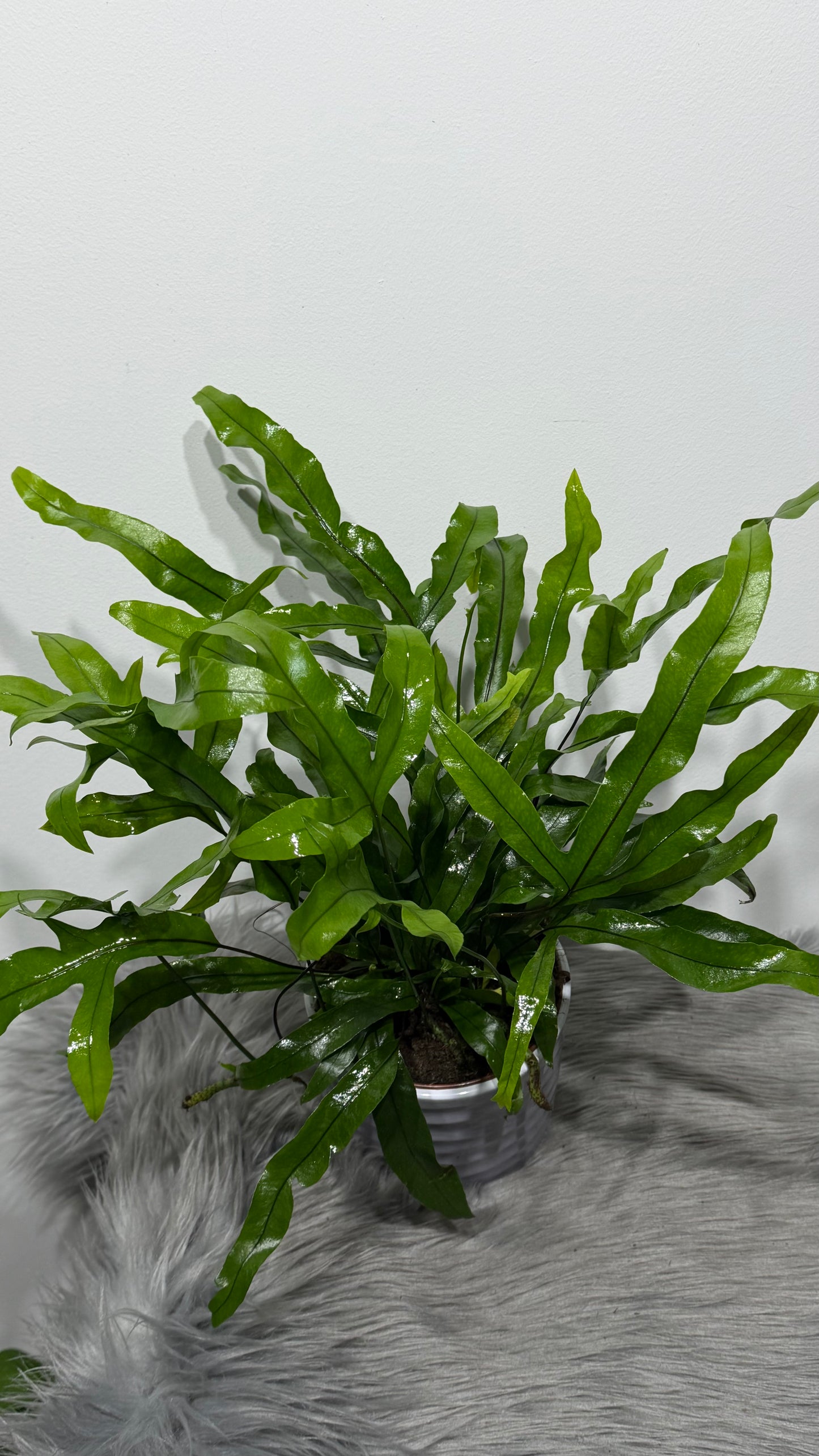 Microsorum Diversifolium