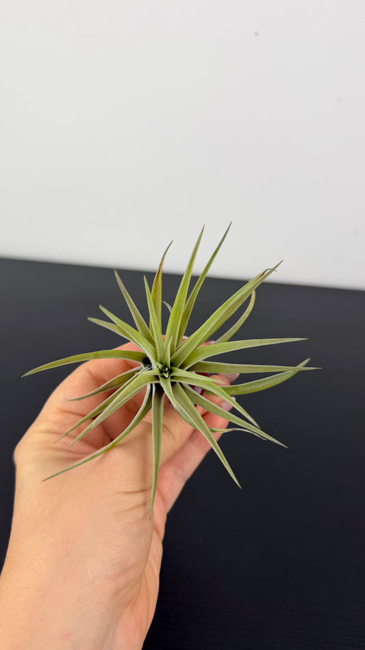 Tillandsia Air plant 7