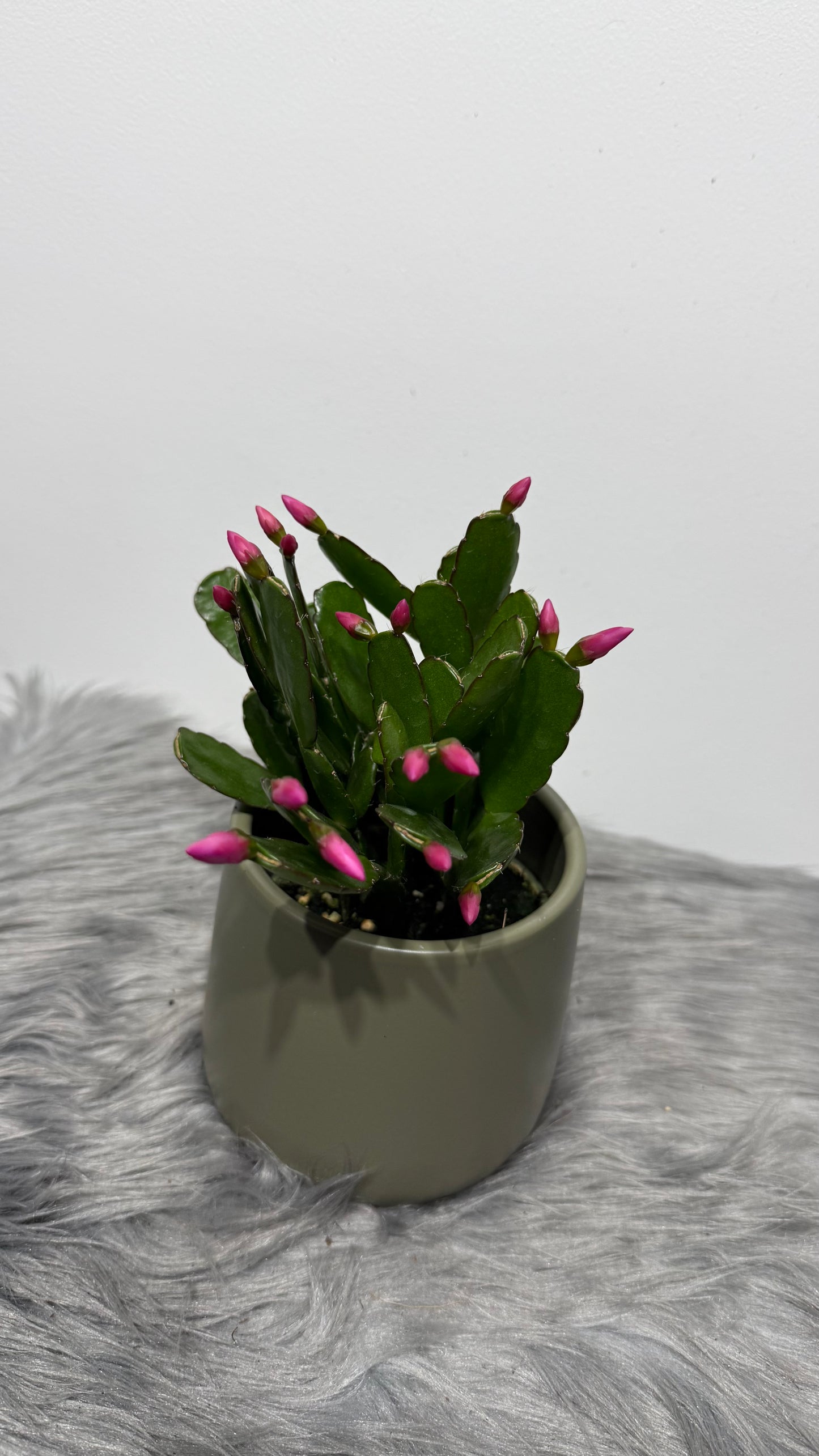 Rhipsalidopsis white pink