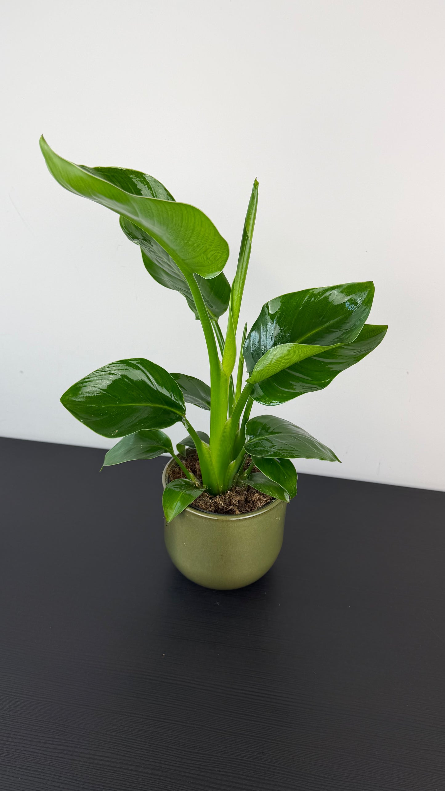 Strelitzia Nicolai