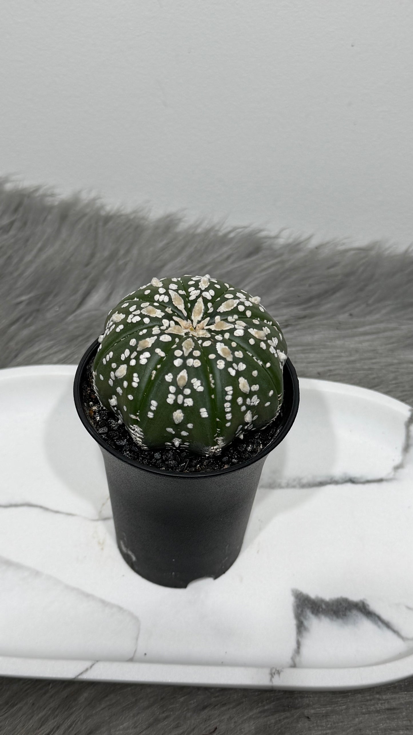 Astrophytum Asterias