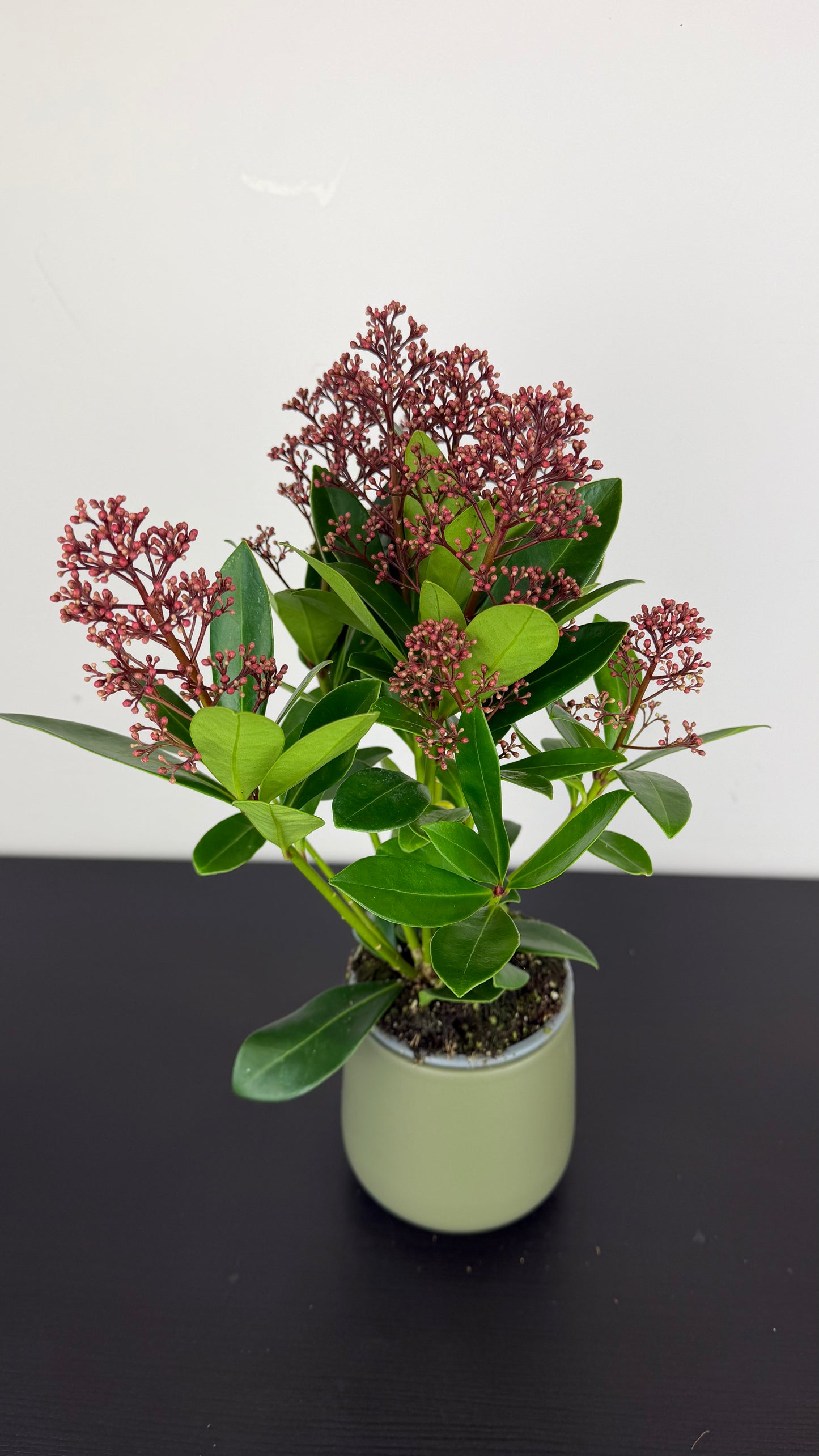 Skimmia Rubella