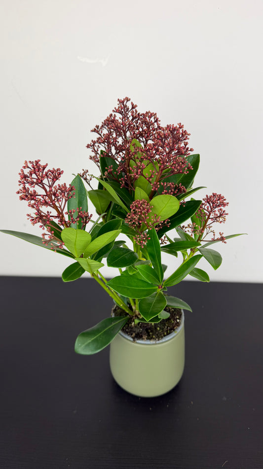 Skimmia Rubella