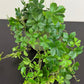 Parthenocissus