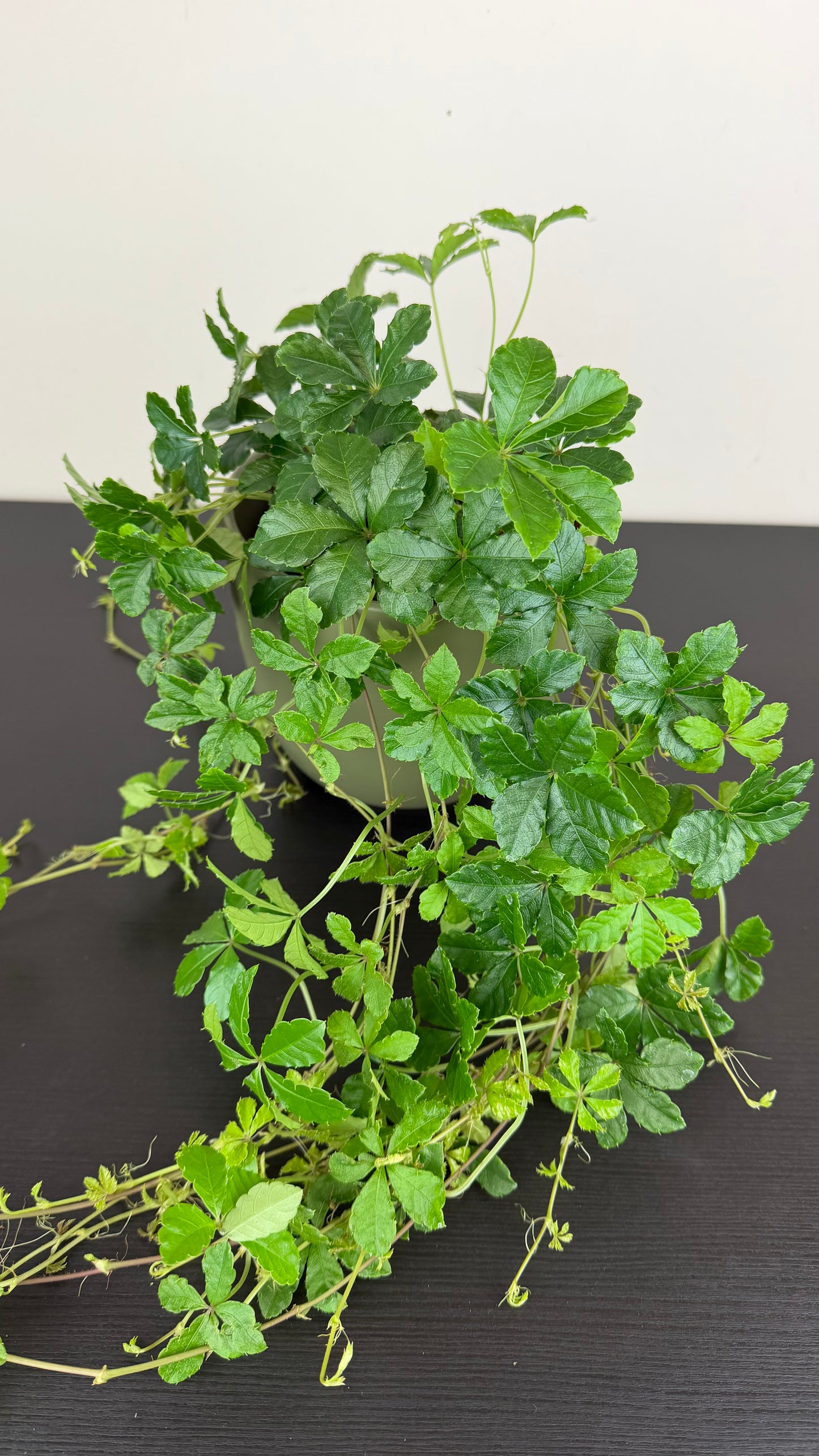 Parthenocissus