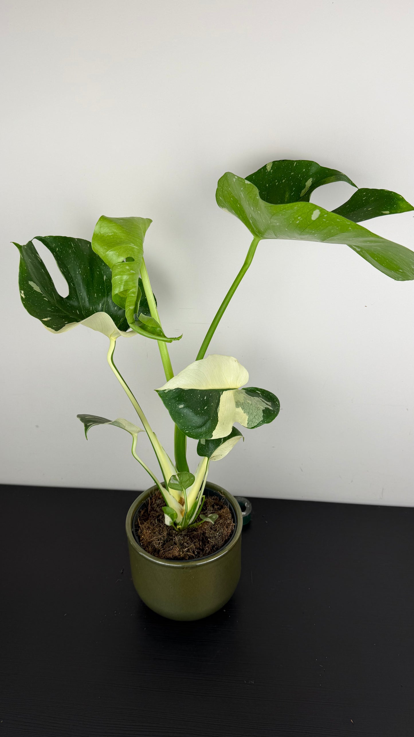 Monstera Thai Constellation