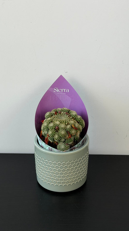 Solcorebutia Heliosoides