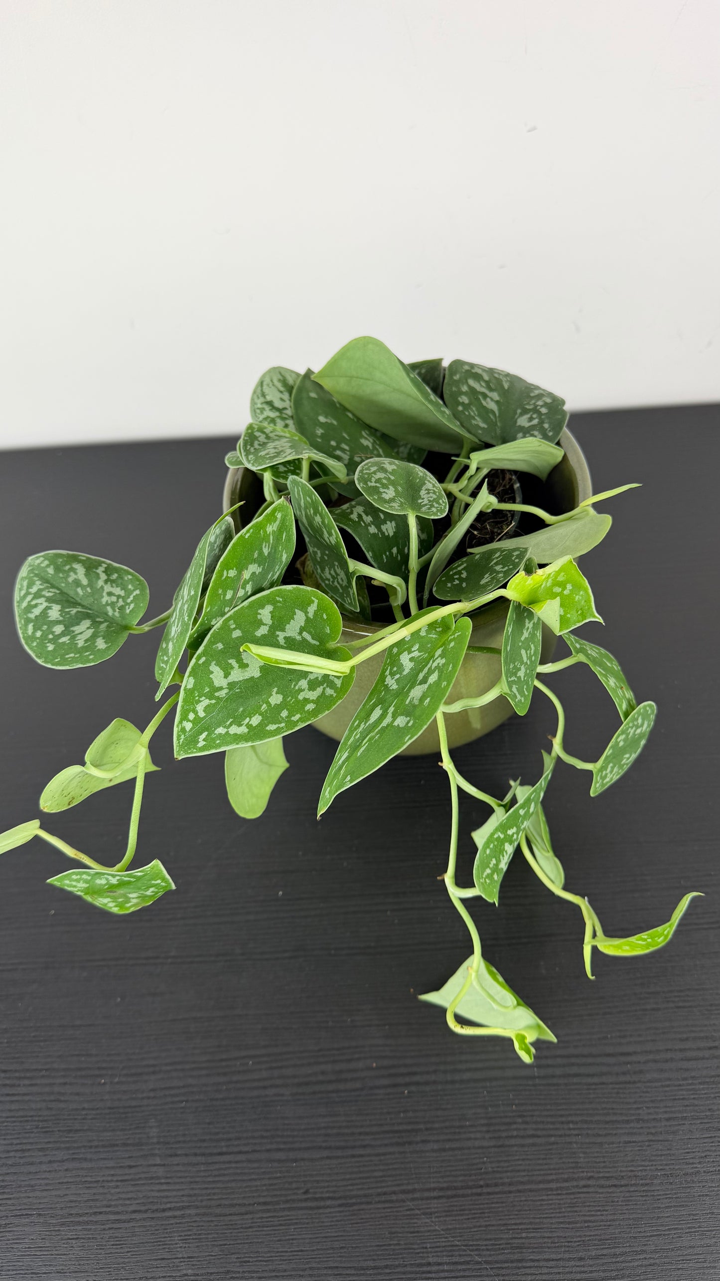 Scindapsus Pictus Silver Ann