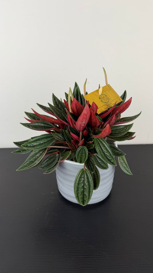 Peperomia Rosso
