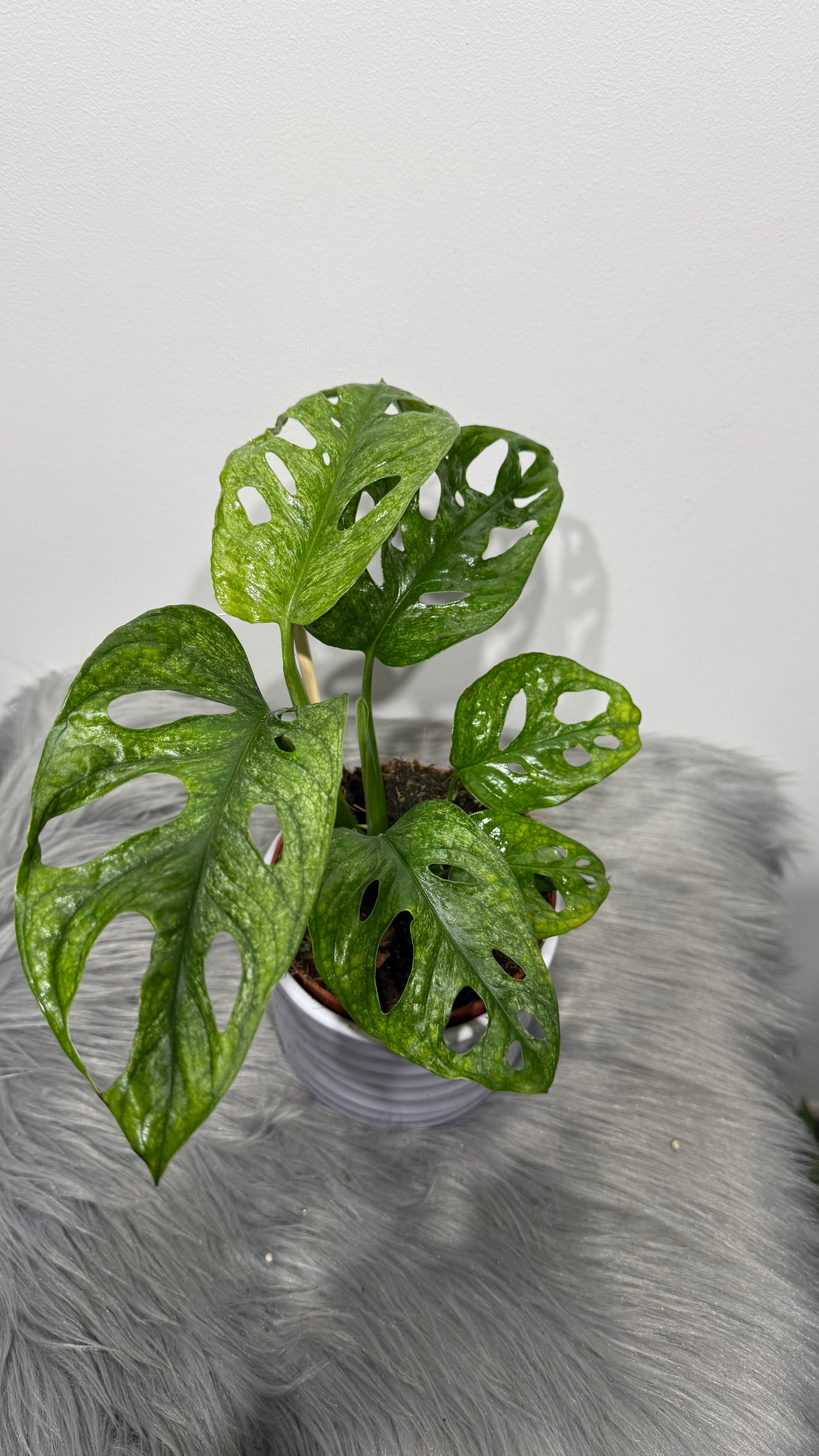 Monstera Adansonii mint