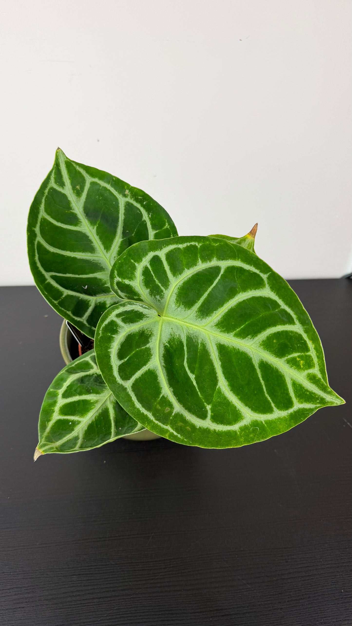 Anthurium crystallinum 'Silver Blush'