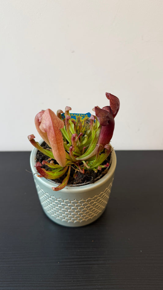 Sarracenia
