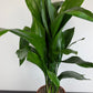 Aspidistra elatior