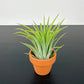 Tillandsia Air plant 2
