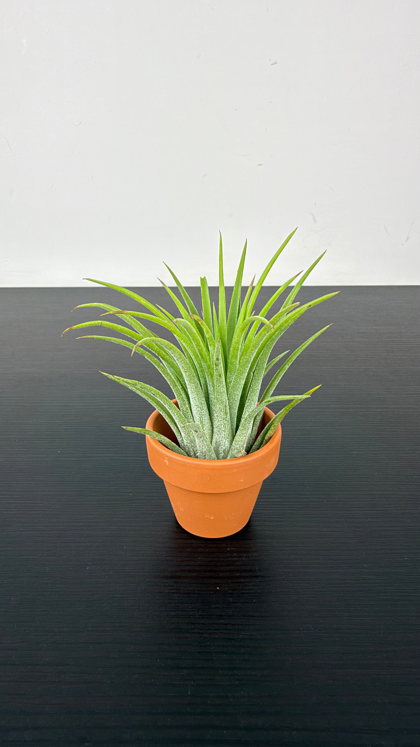 Tillandsia Air plant 2