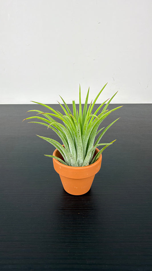 Tillandsia Air plant 2