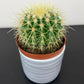 Echinocactus Grusonii