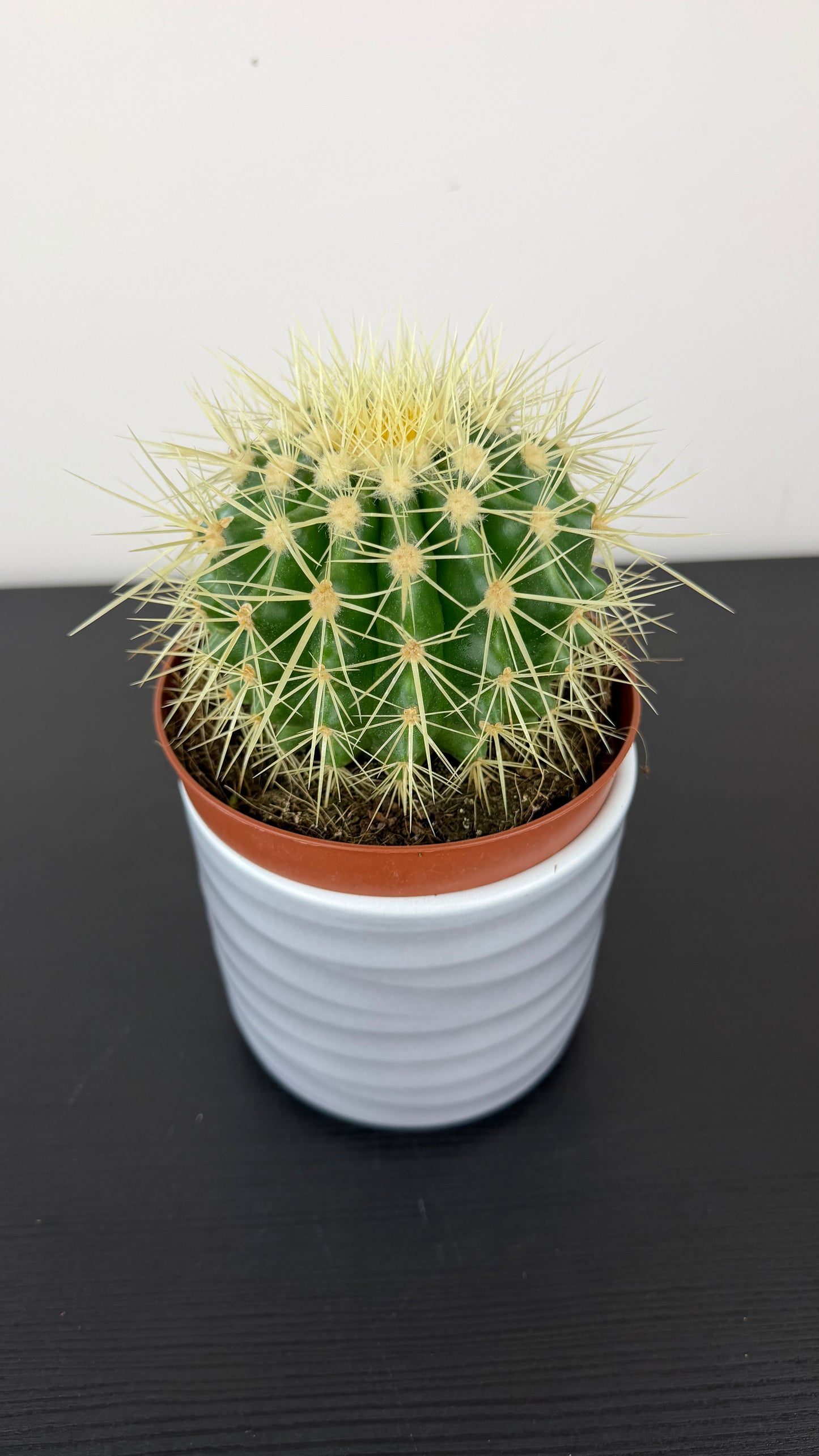 Echinocactus Grusonii