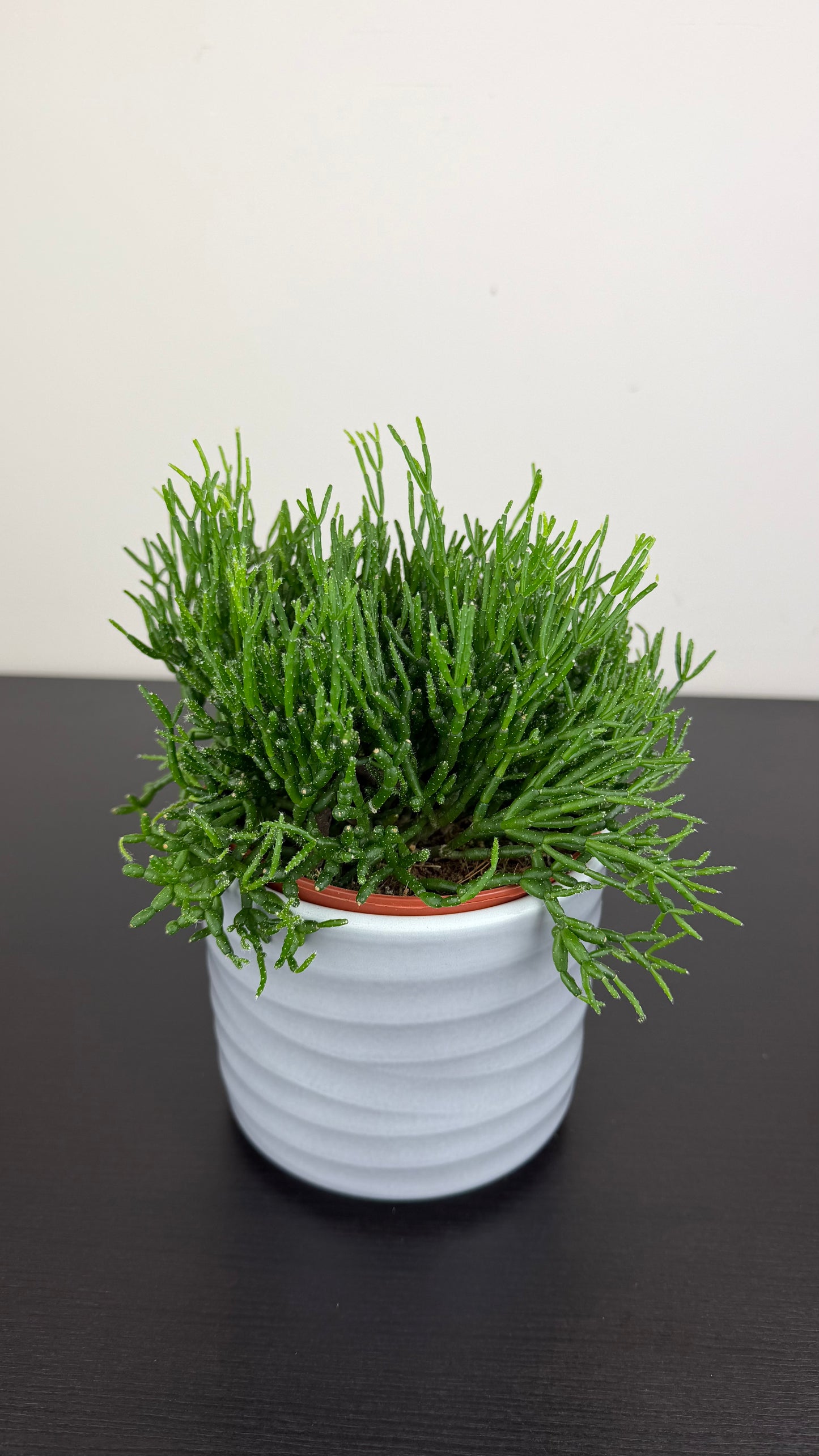 Hatiora Salicornioides