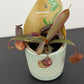 Nepenthes Rebecca Soper