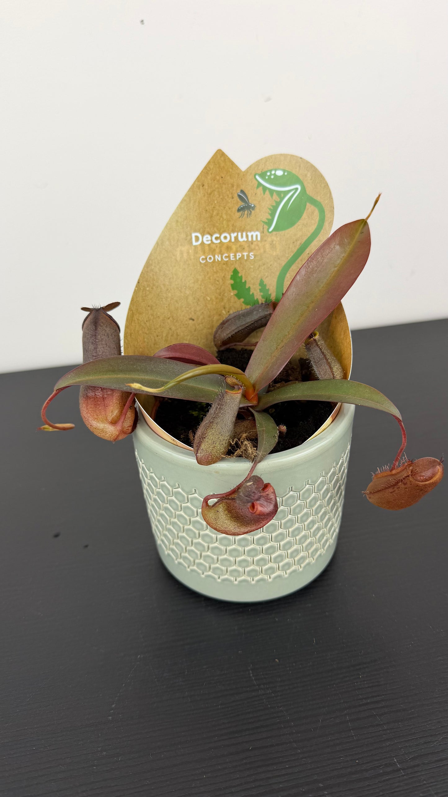 Nepenthes Rebecca Soper