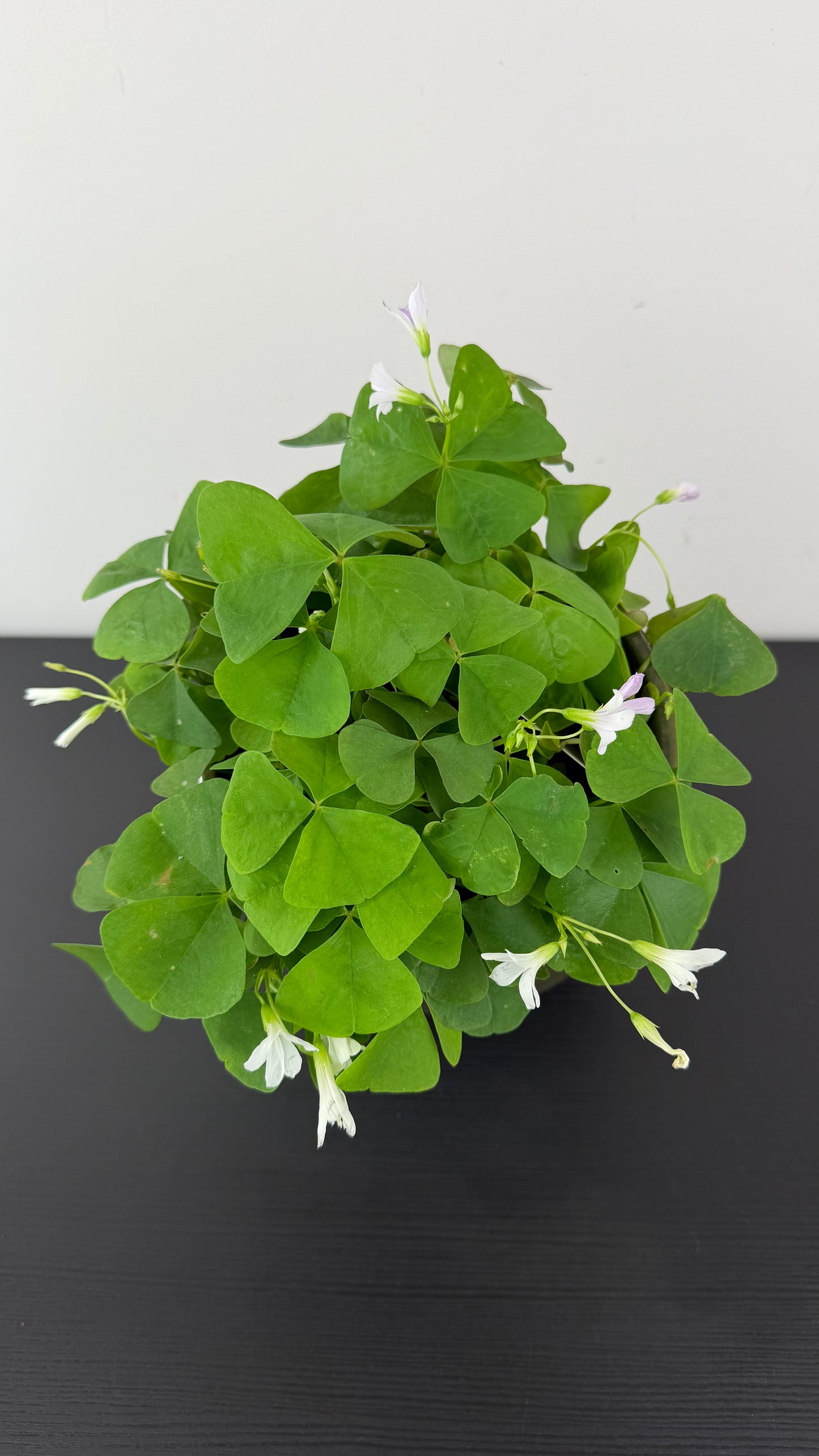 Oxalis green