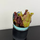 Sarracenia 3