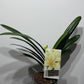 Clivia Yellow