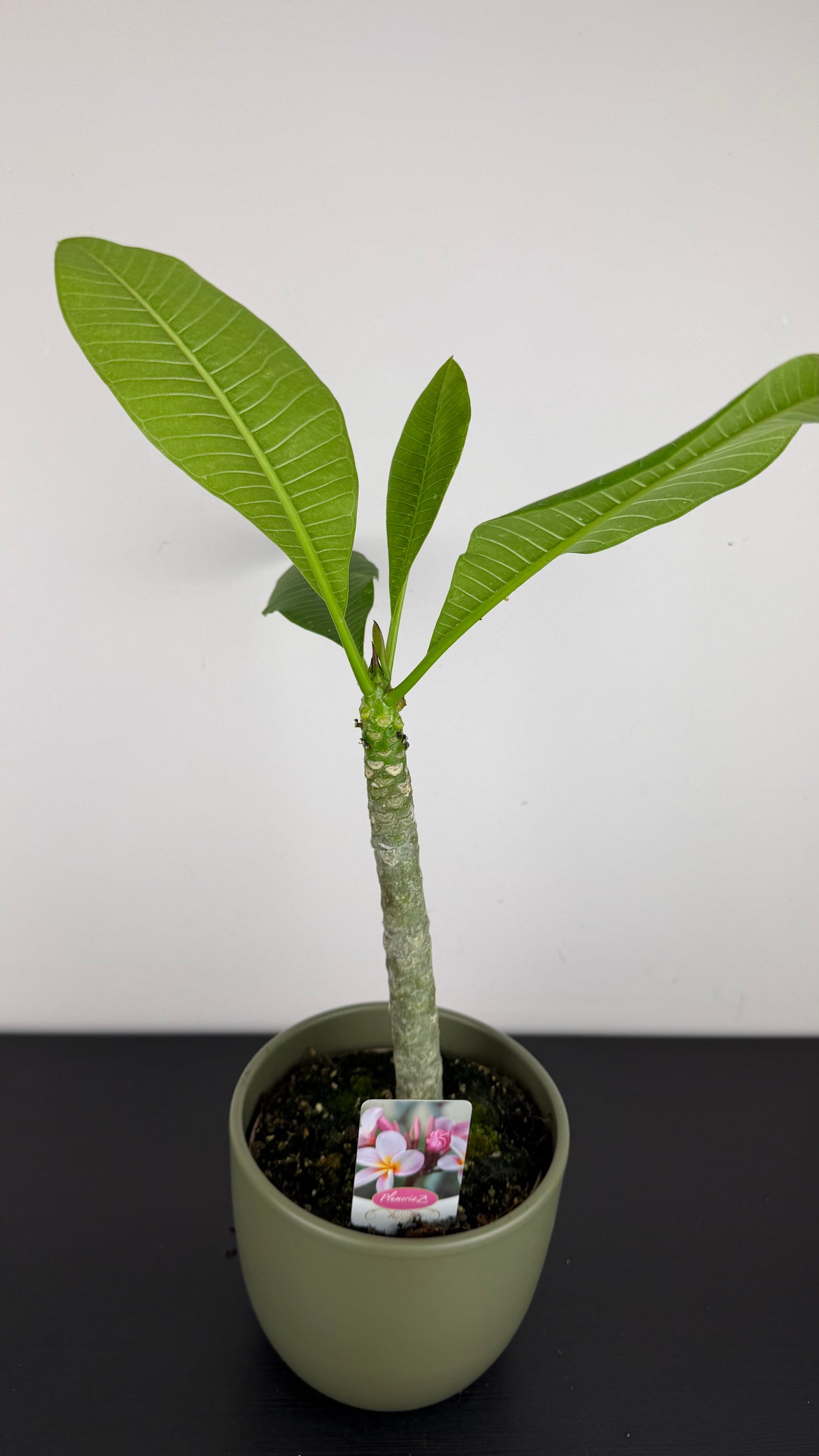 Plumeria Rubra Hawaiian