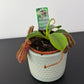 Nepenthes alata