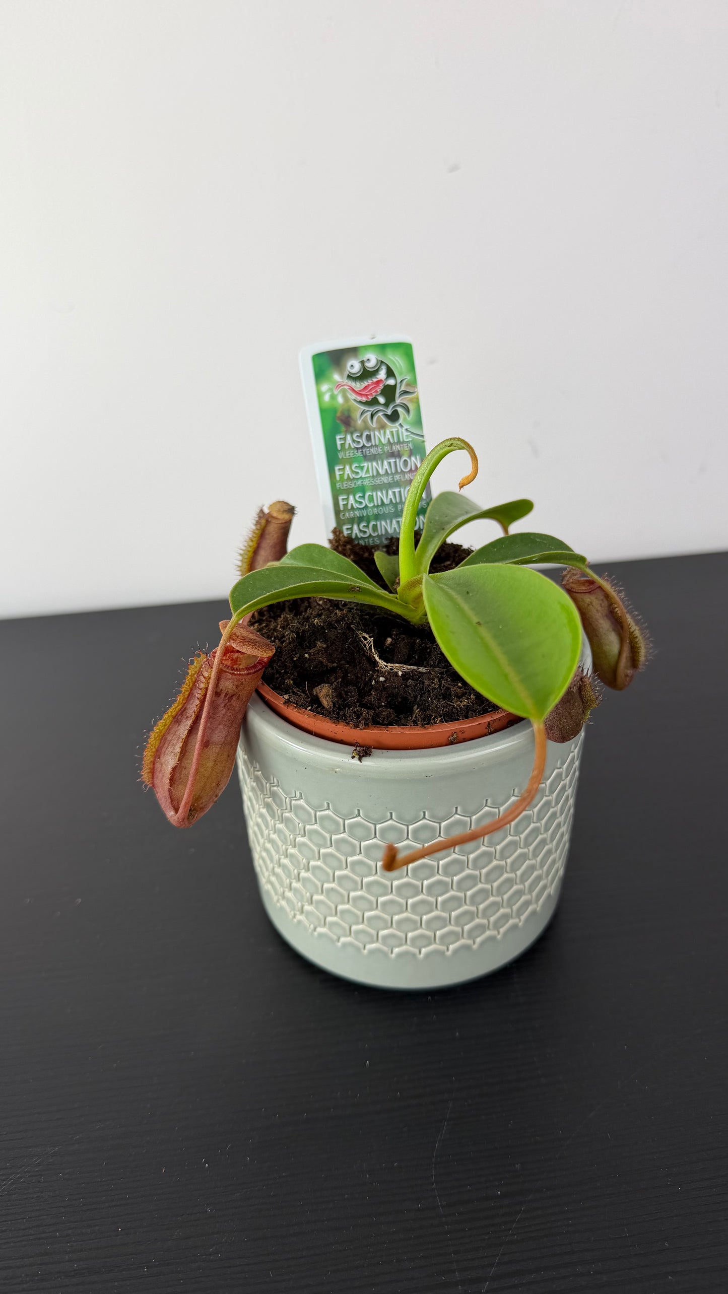 Nepenthes alata
