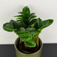Zamioculcas Zenzi