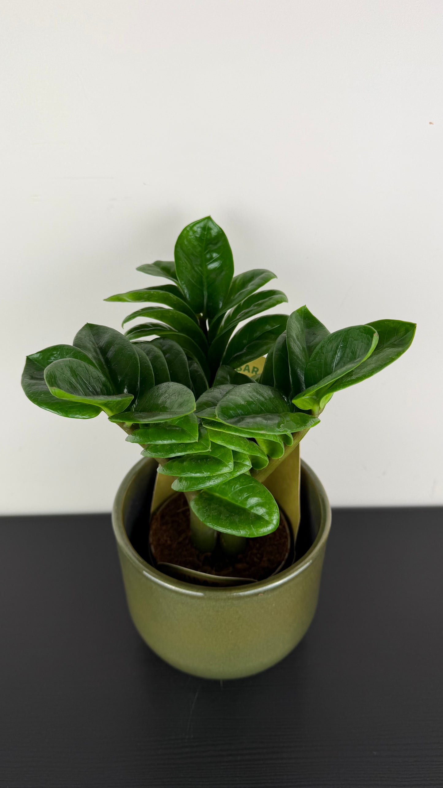 Zamioculcas Zenzi