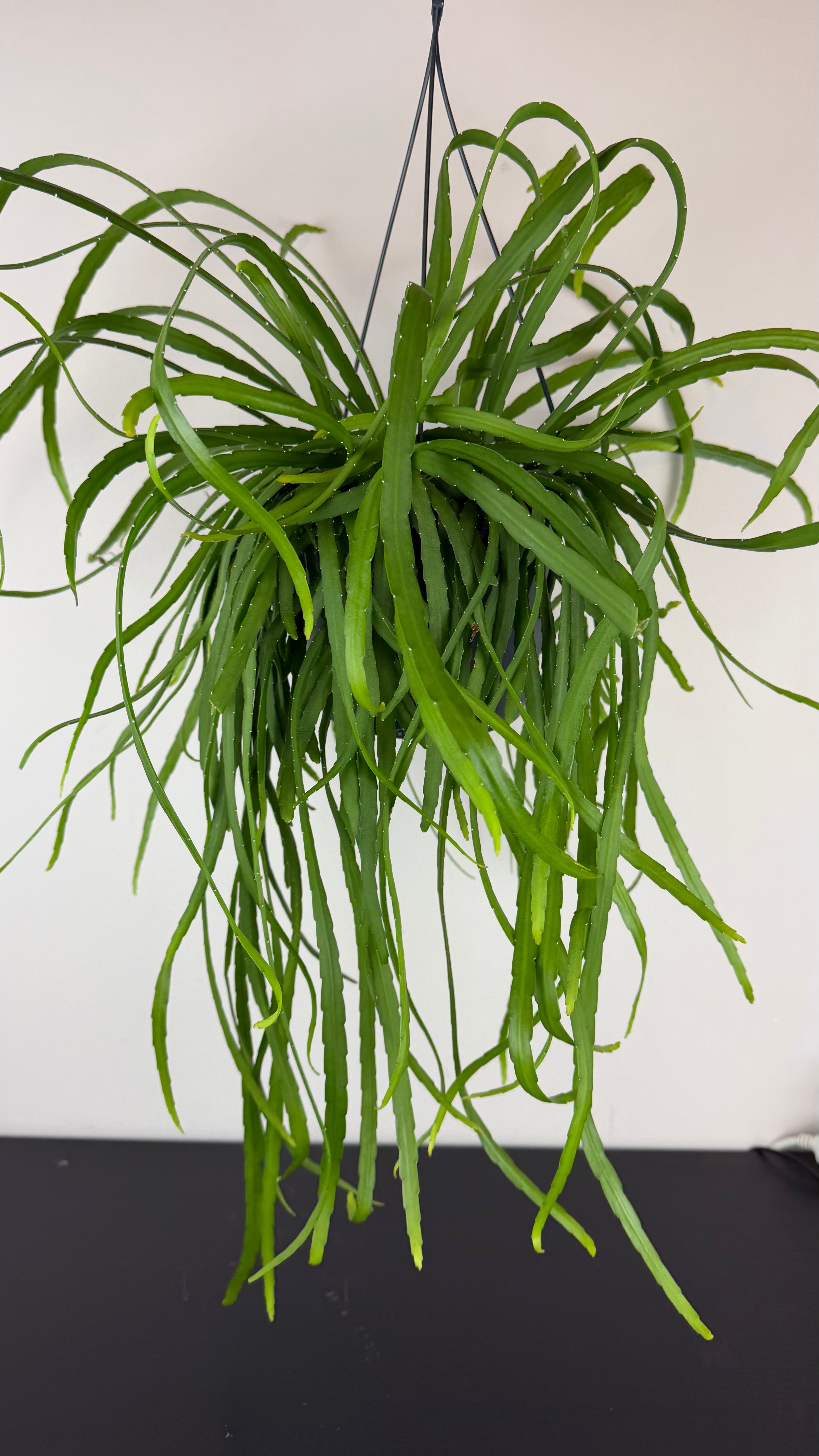 Lepismium Bolivianum – www.augi-plants.lv