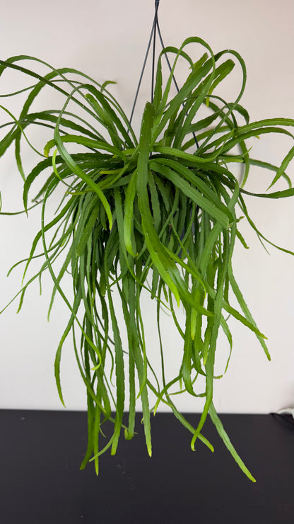 Lepismium Bolivianum