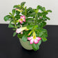 Adenium obesum Pink Star