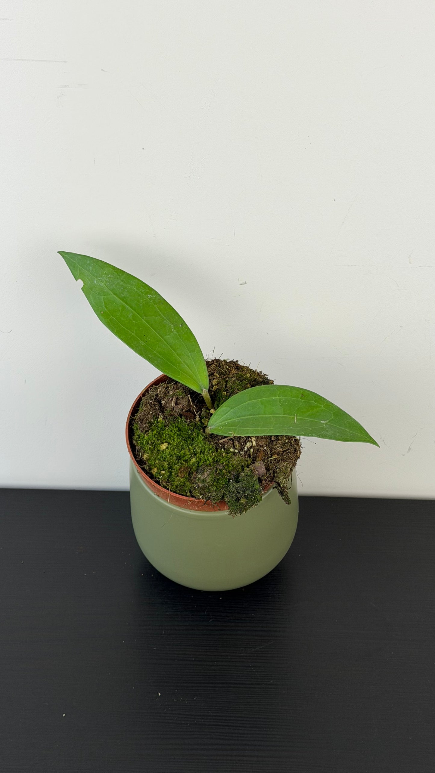 Hoya cinnamomifolia
