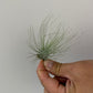 Tillandsia Air plant 2