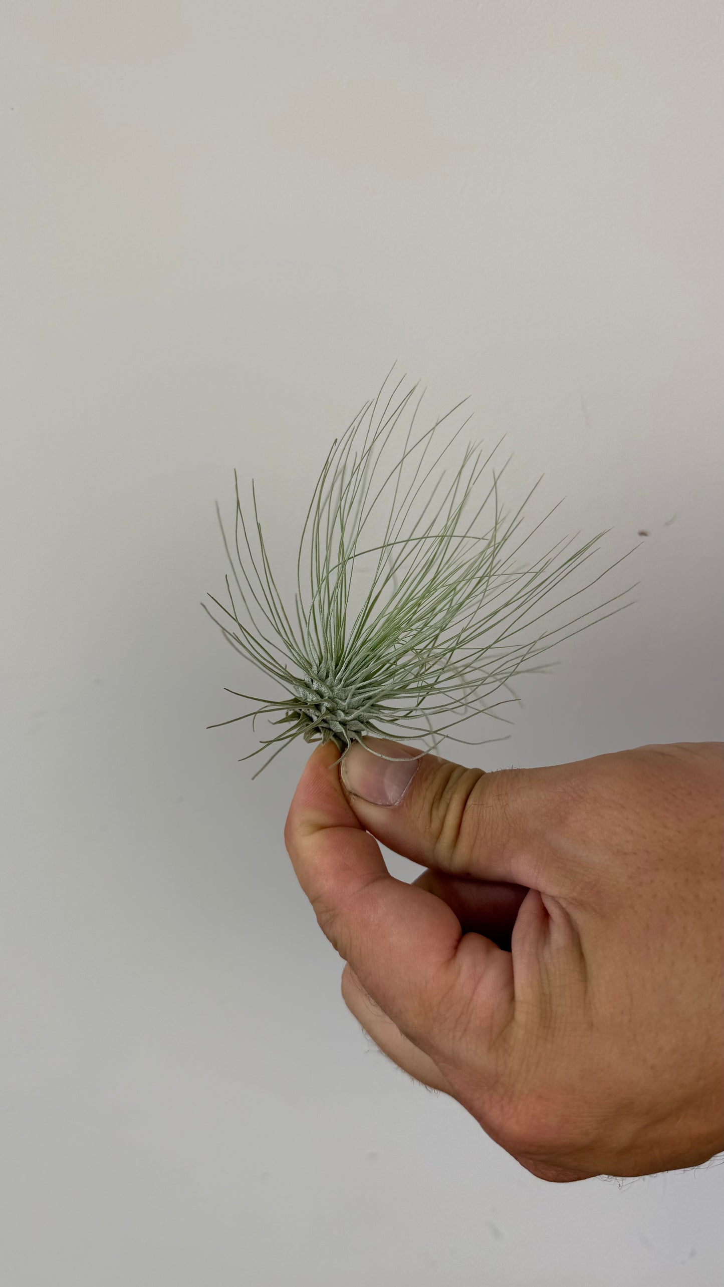 Tillandsia Air plant 2
