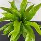 Asplenium Antiquum