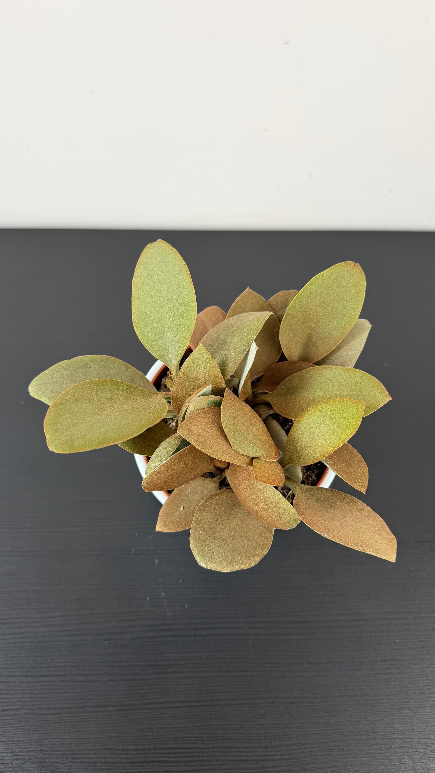 Kalanchoe Orgyalis