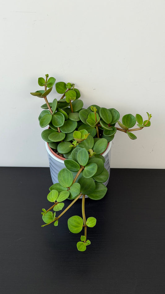 Peperomia 'Hope'